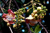 Flower of the Cannonball Tree (Couroupita guianensis), Wat Ngeun Kong, Chiang Mai. In Sri Lanka the tree was mistakenly believed to be the tree where  Maya was giving birth to the Lord Buddha. The hindus call it Lingam Flower.